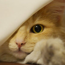 Load image into Gallery viewer, Headphones - Beebop Peeping Kitty Cat